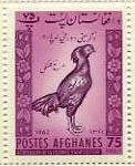 アフガニスタン（1962年）　アフガン鶏