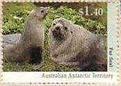 オーストラリアのゾウアザラシ　南極　哺乳類