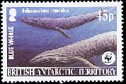 シロナガスクジラ（英領南極、2003年）