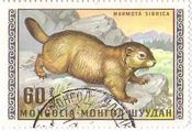 VxA}[bg(Marmota sibiricaAS)