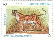 アジア・トラ（ネパール）　P. t. tigris　ベンガル