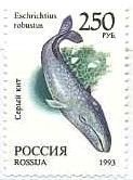 ロシア(1993年）コクジラ(Eschrichtius robustus)　切手
