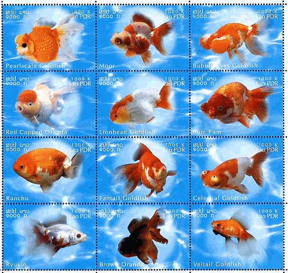 ラオス　金魚　リューキン　水泡　切手　出目金　ランチュウ　オランダ　シシガシラ　Pearl Scale Goldfish、Moor、天頂眼､オランダシシガシラ、ランチュウ、琉金・・・