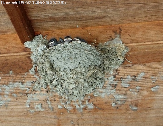 ツバメ（燕、学名：Hirundo rustica）のヒナ　ツバメの巣