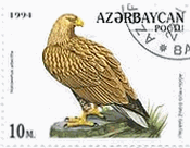 アゼルバイジャンの猛禽類（1994年）　オジロワシ（Haliaeetus albicilla）