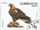 アゼルバイジャンの猛禽類（1994年）　カタジロワシ（Aquila heliaca）