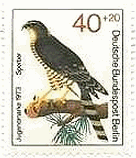 ハイタカ（Sparrow-Hawk、 Accipiter nisus、ベルリン）