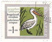 ハイイロペリカン（Dalmatian Pelican,ブルガリア）