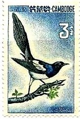 カササギ（Black-billed Magpie：鵲）　カンボジア、1964年