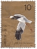 ソデグロヅル（中国、1986年）　飛翔