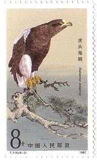中国の猛禽類(1987年）オオワシ