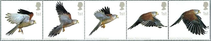 チョウゲンボウ（長元坊、Kestrel、学名：Falco tinnunculus ）の飛翔の姿　イギリス、2003年