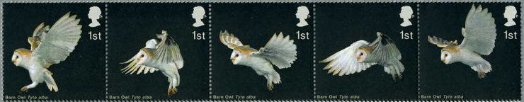メンフクロウ（面梟、学名：Tyto alba）の飛翔の姿　イギリス、2003年
