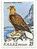 オジロワシ （White-tailed Sea Eagle、ギリシャ、1979年）