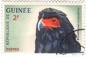 ダルマワシ（達磨鷲、:Terathopius ecaudatus、Bateleur Eagle)　ギニア