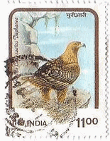 イヌワシ(Aquila chrysaetos、インド、1992年) 