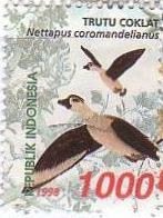 ナンキンオシ （南京鴛、学名：Nettapus coromandelianus,Trutu Coklat)　インドネシア