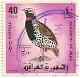 コリンウズラ（Black-breasted Partridge,Colinus virginianus、イラク、1968年）