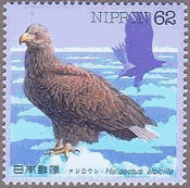オジロワシ（日本、1993年）　猛禽類　鳥　Haliaeetus albicilla