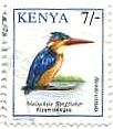 カンムリカワセミ（英名：Malachite Kingfisher 学名：Alcedo cristata、ケニア）