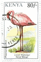 コフラミンゴ（Lesser Flamingo）（ケニア）
