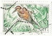 [bpn`NCiEuropean Bee-eaterAMerops apiasterAomj 