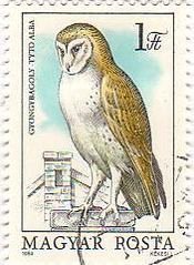 メンフクロウ（Tyto alba）　ハンガリー　1984年　猛禽類　鳥
