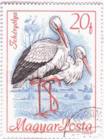 シュバシコウ（White Stork：朱嘴鸛）　ハンガリー