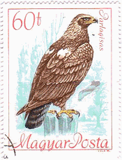 （肩白鷲、Imperial Eagle、学名：Aquila heliaca）カタジロワシ　イヌワシ科　ハンガリー