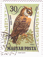 ワシミミズク（Eagle Owl）　ハンガリー