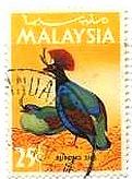 カンムリシャコ (crested wood partridge 学名：Rollulus rouloul)　マレーシア
