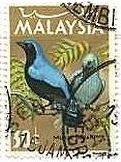 ルリコノハドリ（Fairy Bluebird  学名：Irena puella）　マレーシア