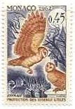 モナコ　鳥たち　メンフクロウ（Bam owl)