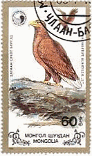 モンゴルの鷲（1988年）・オジロワシ Haliaeetus albicilla　の色々な生態