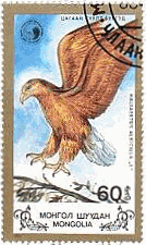 モンゴルの鷲（1988年）・オジロワシ Haliaeetus albicilla　の色々な生態