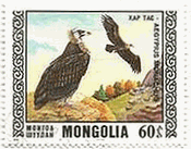 クロハゲワシ（Black Vulture Aegypius monachus、モンゴル）