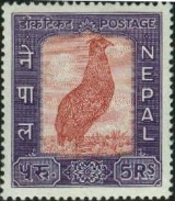 ヒオドシジュケイ（Satyr tragopan 、ネパール、1960年）