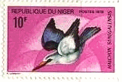 セネガルショウビン（Woodland Kingfisher、Halcyon senegalensis、ニジェール）