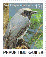 パプアノドグロヒタキ(Poecilodryas albonotata, w:Black-throated Robin,ﾊﾟﾌﾟｱﾆｭｰｷﾞﾆｱ)