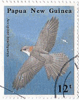 シロハラツミ（ハイタカ族、Accipiter brachyurus, w:New Britain Sparrowhawk,パプアニューギニア、固有種）