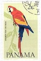 scarlet macaw　パナマ　アカコンゴウインコ