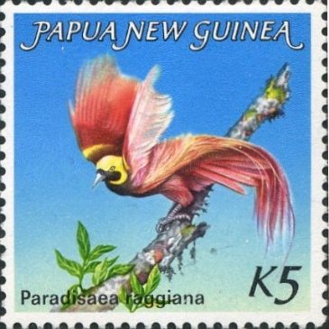 アカカザリフウチョウ （赤飾風鳥、学名：Paradisaea raggiana）　パプアニューギニア、1984年