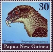 ニューギニアオウギワシ（Kapul Eagle）