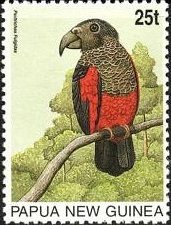 オウム　Pesquet's Parrot (Psittrichas fulgidus) 　パプアニューギニア、1996年