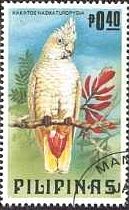 フィリピンオウム（Philippine Cockatoo）