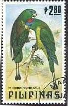 ズアカウチワインコ（crimson spotted racket-tailed parrots）