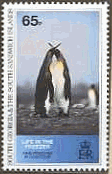 オウサマペンギン　英領Pitcairn諸島