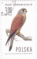 チョウゲンボウ（Kestrel、Falco Tinnunculus）