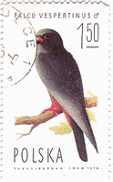 ニシアカアシチョウゲンボウ（Red-footed Falcon、Falco rufipes ）のつがい