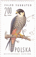 チゴハヤブサ（Hobby falcon、Falco subbuteo）